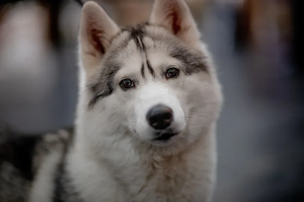 Po czym poznać że pies ma robaki?