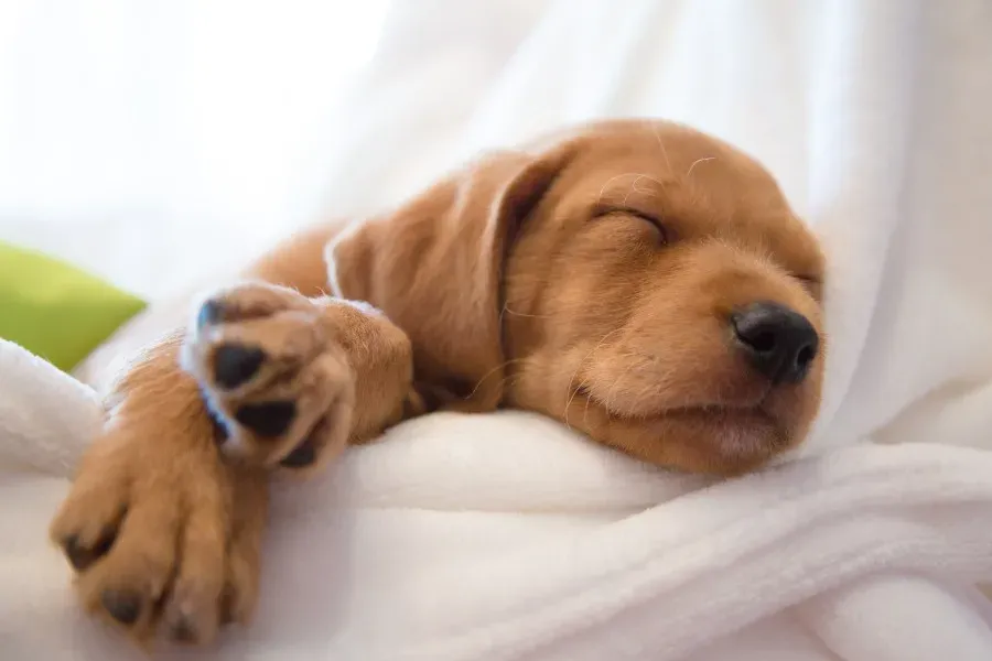 Jak wybrać legowisko