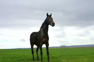 Czochradło dla konia